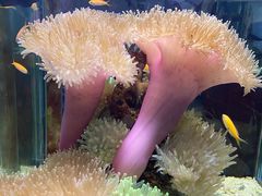 -太平洋海底世界