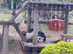 -大连森林动物园