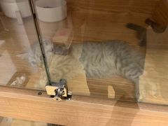 -啵啵喵·猫咖(攀华国际店)