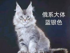-十年猫舍·猫咪专门店(普陀店)