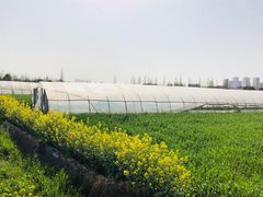 -小鱼草莓采摘园农家乐·小鱼餐厅