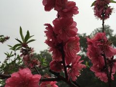 -中山市树木园