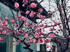 -春色如许·茶食餐厅(桃李春风店)