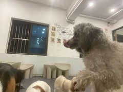 -有喵·猫咖·狗咖·30几只猫10只小狗(岗厦店)