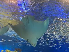 -海合安成都极地海洋公园