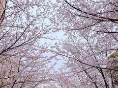 -高东镇樱花园