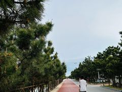 -日照海滨国家森林公园