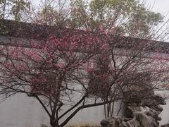 -八大山人梅湖景区