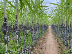 -凡碧诗毛孔清洁收细