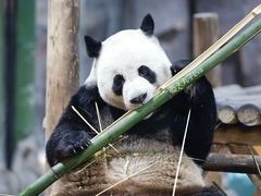 -栾川竹海野生动物园