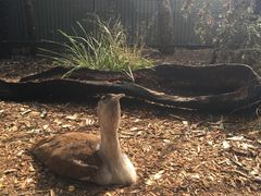 -费瑟代尔野生动物园