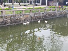 -苏州文庙(姑苏区)