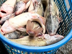 -巴陵全鱼席(湖南老字号汴河街店 )