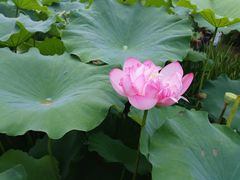 -陈家山荷花公园