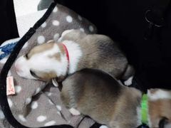 -萌兽医馆·宠物医院·猫骨科(创景店)