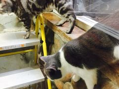 -猫咪博物馆(顶澳仔猫街店)