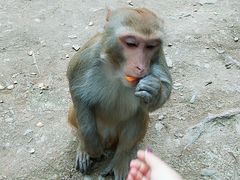 -木兰云雾山