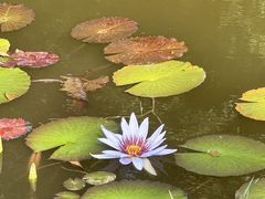 -东莞植物园