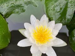 -南京钟山宾馆(江苏省会议中心)