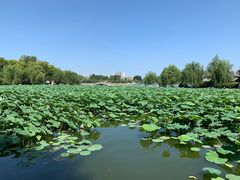 -济南大明湖景区
