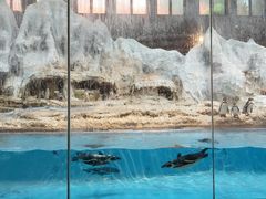 -帝企鹅自助餐厅•儿童岛•真企鹅(长隆企鹅酒店)