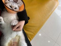 -玖佳宠物医院·泌尿·骨科·中老年病