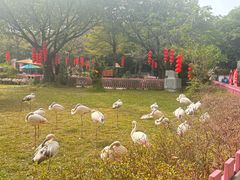 -广州长隆飞鸟乐园