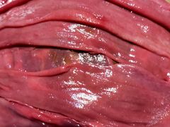 -渝大狮毛肚老火锅(普陀店)