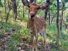 -大连森林动物园