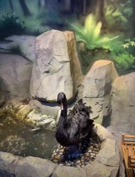 -酷嗒动物文化乐园(cutezoo西溪乐天城店)