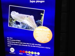 -悉尼海洋生物水族馆