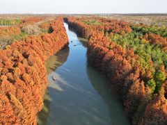 -上海海湾国家森林公园