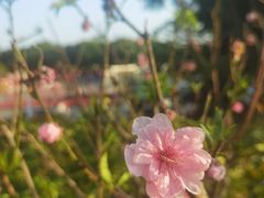 -广州莲花山旅游区