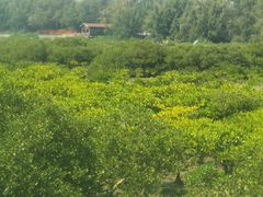 -北海金海湾红树林生态旅游区