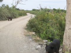 -黑瞎子岛探秘野熊园