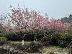 -雨花胜境