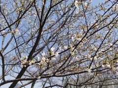 -武汉大学-樱园