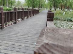 -九科绿洲