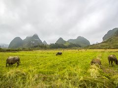 -靖西鹅泉风景区