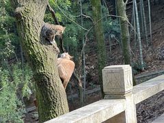 -穹窿山景区