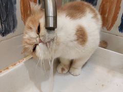 -滚猫咖啡·猫咖·猫友好撸猫(未来城店)