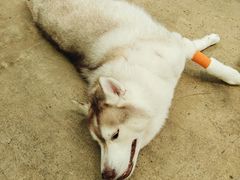 -TrueLove @ Neverland (Husky Cafe)
