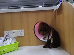 -联合动物医院(光谷诊疗中心)