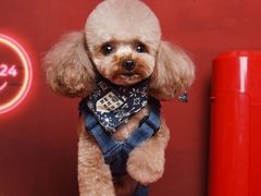 -读宠于你·约克夏比熊·睫角守宫·爬宠售卖(高新店)