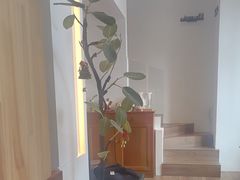 -Line 咖啡(石厦花园店)