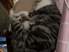 -四月宠物医院·猫专科·心脏专科·内科(转塘店)