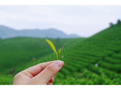 -帐篷客·溪龙茶谷度假酒店
