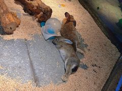 -昆明大悦城未来动物城(螺蛳湾中心店)