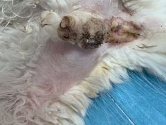 -美联众合动物医院(·中兽医·疑难杂症·严家桥分院)