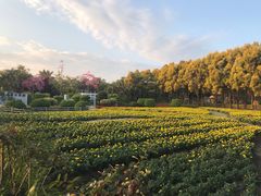 -广东花都香草世界旅游度假区